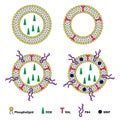 Liposomes Drug Delivery System Sheme