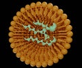 isolated Liposome with siRNA, mRNA or RNA