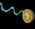 liposomes carry genetic molecules such as siRNA, mRNA, or RNA Royalty Free Stock Photo