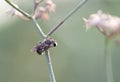 Lipotriches Lipotriches Gerstaecker 1858 , Bees perch on the trunks of morning flowers in nature against a fuzzy soft