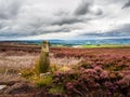 Vibrant purple heather on Yorkshire Moors Royalty Free Stock Photo