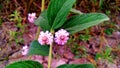 Lippia alba flower plant