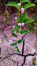 Lippia alba species Royalty Free Stock Photo
