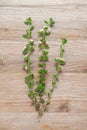 Lippia micromera Jamaican oregano plant herb on wooden background clippings Royalty Free Stock Photo