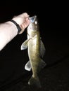 Lippin walleyes night fishing Minnesota Mississippi river Royalty Free Stock Photo