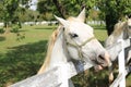 Lippizaner Horse in Lipica, Slovenia Royalty Free Stock Photo