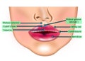 Lips anatomy