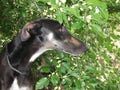 Profile Polish greyhound
