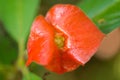 Lips shaped flower