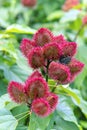 Lipstick fruit in Zanzibar. Red and hairy lipstick fruit, harvest in spice farm, achiote tree.