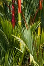 Lipstick palm tree - tropical background, red sealing wax palm t