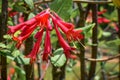 Lipstick Plant - Aeschynanthus Radicans - Red Royalty Free Stock Photo