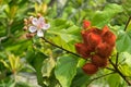 Lipstick tree, Achiote pink flowers and seed pods in red Bixa o Royalty Free Stock Photo