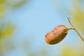 Lipstick tree pod Bixa Orellana at Cedar Point Environmental Reserve in Sarasota County Florida.