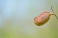 Lipstick tree pod Bixa Orellana at Cedar Point Environmental Reserve in Sarasota County Florida.