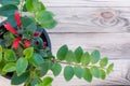 Lipstick vine(Aeschynanthus radicans jack) Royalty Free Stock Photo