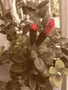 close-up of red flowers, ornamental, beautiful, garden, nature, colorful, Lipstick Vine Royalty Free Stock Photo