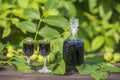 Liqueur from young green walnuts, remedy for stomach ache. Tincture of green walnuts in a glass bottle in the garden Royalty Free Stock Photo