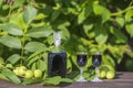 Liqueur from young green walnuts, remedy for stomach ache. Tincture of green walnuts in a glass bottle in the garden Royalty Free Stock Photo