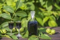 Liqueur from young green walnuts, remedy for stomach ache. Tincture of green walnuts in a glass bottle in the garden Royalty Free Stock Photo