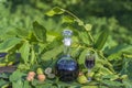 Liqueur from young green walnuts, remedy for stomach ache. Tincture of green walnuts in a glass bottle in the garden Royalty Free Stock Photo