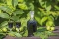 Liqueur from young green walnuts, remedy for stomach ache. Tincture of green walnuts in a glass bottle in the garden Royalty Free Stock Photo