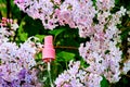Pink atomizer spray among delicate purple lilac flowers
