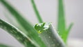 Liquid juice flows out from cut aloe leaf on grey background