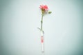 Liquid sustainable essence, cosmetic fluid with pink flower based on blooming. Multiuse. Skin care beauty products on