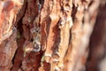 A liquid yellow drop of resin appears through the bark of a pine tree Royalty Free Stock Photo