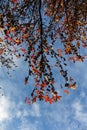 Liquidambar in autumn