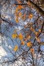 Liquidambar autumn leaves