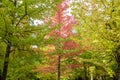 Liquidambar autumn trees