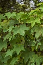 Liquidambar calycina plant or jatropha tree leaves that grow vines on an iron fence