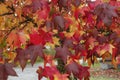 Liquidambar colorful autumnal foliage