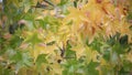 Liquidambar fall leaves