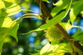 Liquidambar formosana Hance tree in garden