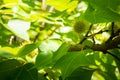 Liquidambar formosana Hance tree in garden