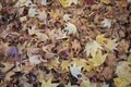 Liquidambar autumn leaves