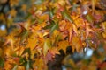 Liquidambar styraciflua