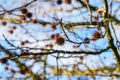 Liquidambar styraciflua (American storax) tree branch with hanging spiky seeds in wintertime