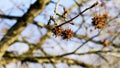 Liquidambar styraciflua (American storax) tree branch with hanging spiky seeds in wintertime