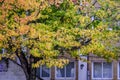 Liquidambar styraciflua, American sweetgum,.