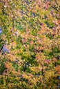 Liquidambar styraciflua, American sweetgum,.