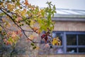 Liquidambar styraciflua, American sweetgum in autumn.