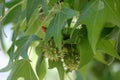 Liquidambar styraciflua, American sweetgum