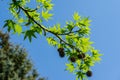 Liquidambar styraciflua or American sweetgum with fresh green leav Royalty Free Stock Photo