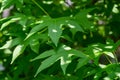 Liquidambar styraciflua or American sweetgum with fresh green leaves on green leaves background. Amber tree twig in clear sunny da