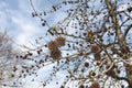 Liquidambar styraciflua branch in winter