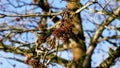Liquidambar styraciflua seed of Sweetgum tree on a branch in winter